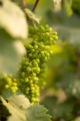 grape vines in spring