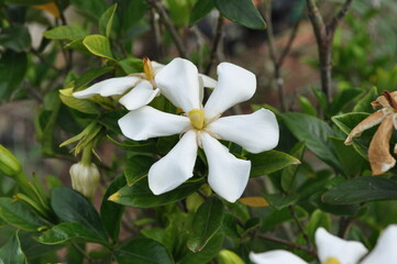 Obraz premium Close-up of white fragrant flower of Gardenia jasminoides, called Chijanamu in Korea, a Rubiaceae shrub widely cultivated for its medicinal and ornamental value. Photographed in Korea.