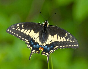 Obraz premium Close-up of a butterfly on a stem (1)