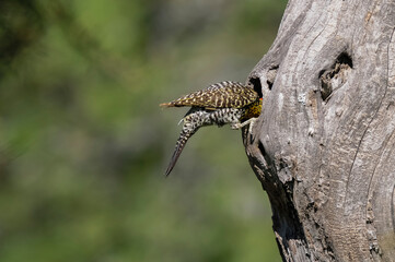 Green barred Woodpecker in forest environment,  La Pampa province, Patagonia, Argentina.