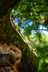 오래된 나무와 이끼, 그리고 빛