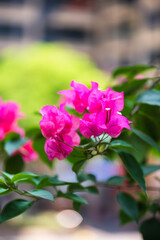 Beautiful blooming bougainvillea flowers