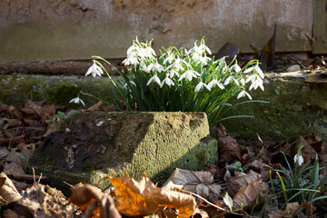 Schneeglöckchen Blüten Blatt Blütenblätter Zweig Blumen im Frühling Detail Aufnahme im Frühling, Europa Deutschland Thüringen, Gera Tags , keine Personen