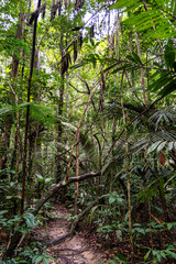 The Musa botanical garden. Manaus, Brazil. Natural beauty, Floresta Amazonica