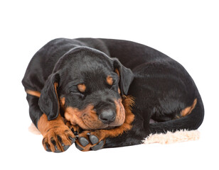 Obraz premium Sleeping Doberman Puppy Curled in a Ball with Nose Tucked to Tail, Calm and Cozy, Isolated on White