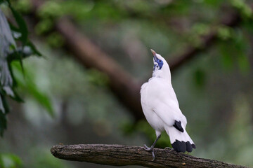 Bali Myna (Leucopsar rothschildi) perched on wooden rail with blurred green background in Hong Kong.