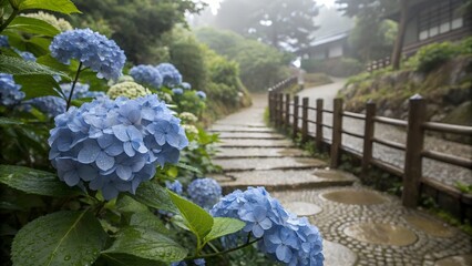 Blue Hydrangea Flowers in Soft Diffused Light During Rainy Season in Japan