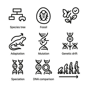 DNA Evolution Icons. Outline icon set of DNA and evolution: species tree, fossil, natural selection, adaptation, mutation, genetic
