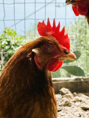Farmyard Chicken Inside Wire Enclosure
