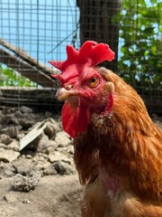 Rustic Life: Chicken on a Sunny Day