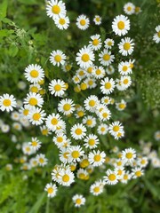 Beautiful daisy flower with bright white petals blooming in green grass field. Spring blossom in meadow, tranquil nature scene for background.