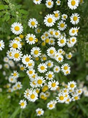 field of daisies