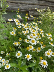 Beautiful daisy flower with bright white petals blooming in green grass field. Spring blossom in meadow, tranquil nature scene for background.