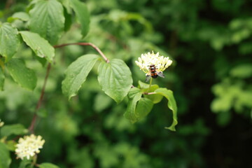 Blüten Blatt Blütenblätter Zweig Blumen im Frühling Detail Aufnahme im Frühling, Europa Deutschland Thüringen, Gera Tags , keine Personen