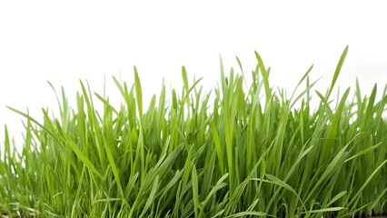 Obraz premium Green grass isolated on white background. Creative banner. Copyspace image