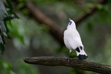 Bali Myna (Leucopsar rothschildi) perched on wooden rail with blurred green background in Hong Kong.
