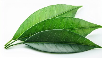 Obraz premium three green leaves closeup