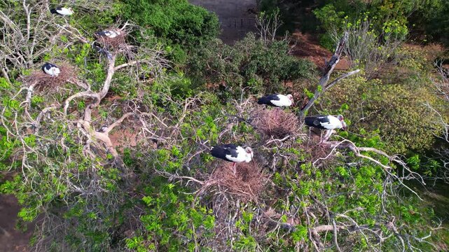 Black-necked Stilts shorebirds, with long rose-pink legs, black bill, and elegant black-and-white plumage.