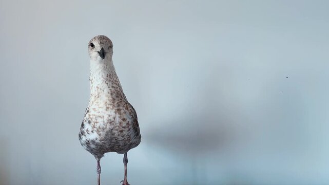 Close-up of a baby seagull on white background