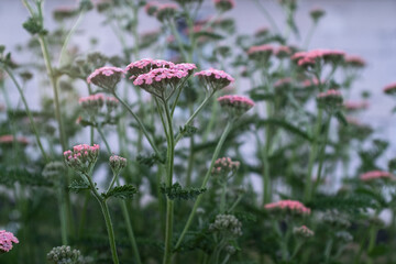 Pink Yarrow (Achillea millefolium) in Bloom with Fernlike Green Leaves – Soft Pastel Wildflowers in Garden or Meadow Setting with Blurred Background and Vertical Growth © vveronka
