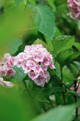 hydrangea macrophylla flowers and leaves blooming in june in Kyoto, Japan, blurred leaves framing