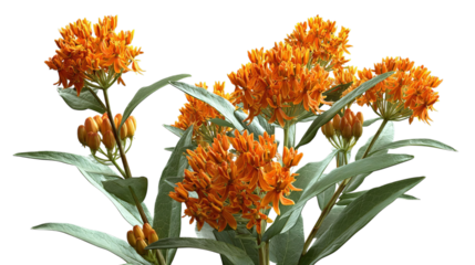 PNG of Vibrant clusters of orange flowers surrounded by lush green leaves in a sunny garden setting.