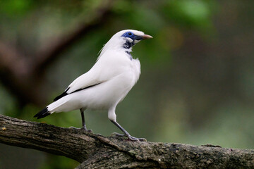 Bali Myna (Leucopsar rothschildi) perched on wooden rail with blurred green background in Hong Kong.
