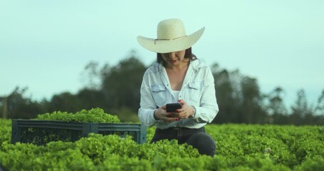 Young female farmer inspecting organic lettuce crops while holding a smartphone. Sustainable agriculture and smart farming concept. Woman using mobile technology in rural agribusiness. - Powered by Adobe