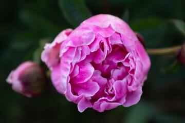 Obraz premium Close-Up of Pink Peony Flower with Textured Petals for publication, poster, screensaver, wallpaper, banner, cover, post. High quality photography