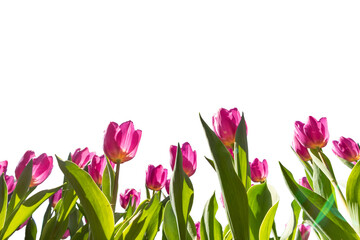 Pink tulips on a white background. Place for your text.
