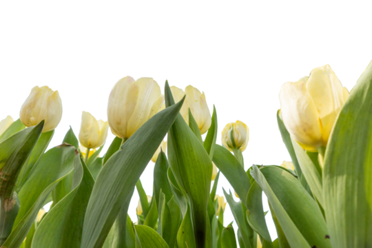 yellow tulips isolated on white background with copy space for your text