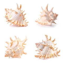 Obraz premium Set of spiky murex sea shells — creamy color and intricate texture, isolated on white background