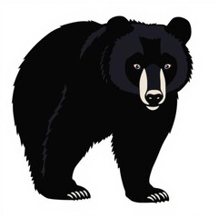 Asiatic Black Bear Illustration