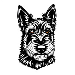 Australian Terrier Portrait