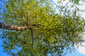 Fototapeta premium Looking up at a birch tree in summer sunlight