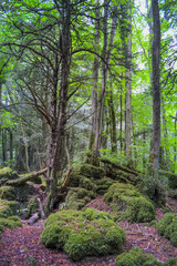 Enchanted ancient forest with moss-covered rocks and trees