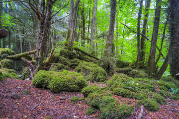 Enchanted ancient forest with moss-covered rocks and trees