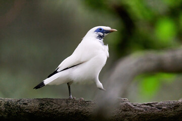 Bali Myna (Leucopsar rothschildi) perched on wooden rail with blurred green background in Hong Kong.