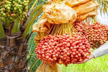 Fresh ripe red dates hanging in large clusters on a date palm tree, ready for harvest. Vibrant tropical farm scene with natural greenery in the background. Agriculture and organic fruit concept.