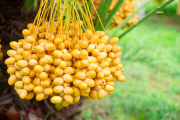 Fresh Barhi ,Ripe yellow dates hanging in large clusters on a date palm tree, ready for harvest....