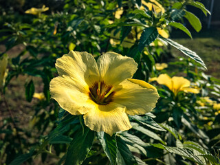Turnera Sabulata Flower in Bloom
