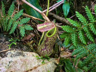 Rare Nepenthes or Tropical Pitcher Plant at Meratus Mountain, Borneo Rainforest