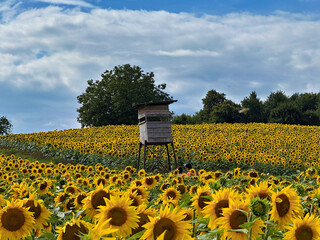 Sunflowers in a field with a hunter's hide