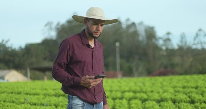 Male organic farmer using smartphone app to analyze lettuce crop in the field. Smart farming and sustainable agriculture technology in action.