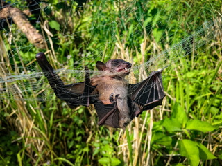 A bat got caught in a trap and died