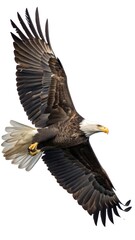 Obraz premium Bald Eagle Flying. Isolated on Transparent Background
