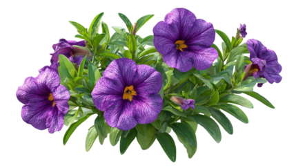 PNG of Vibrant purple petunias in full bloom with lush green leaves create a stunning floral display.