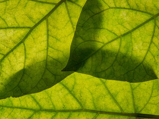 Close-up of green leaves with backlight showing fine veins and shadow play. Natural botanical texture, ideal for backgrounds and prints. Real photo, no AI.
