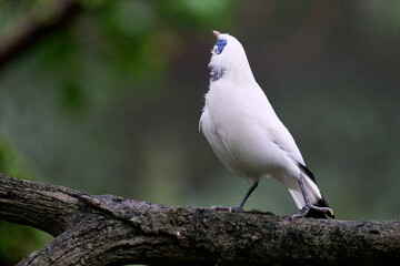 Bali Myna (Leucopsar rothschildi) perched on wooden rail with blurred green background in Hong Kong.
