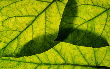 leaves - real photo no AI